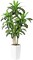 Artificial Dracaena Tree 5.5FT - Faux Plant Fake Tropical Yucca Tree Indoor with White Tall Planter - Fake Floor Plant in Pot - Artificial Dracaena Plants for Home Office Living Room Decor